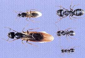May 26, 2020 · carpenter ants rely on pheromone trails to find food sources and to travel. Controlling Carpenter Ants Common Household Ants