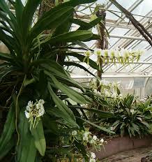 Image result for Angraecum sacciferum
