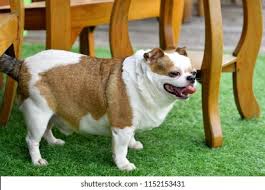 Image result for chihuahua big obesity