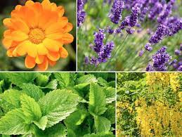 Mais il faut éviter de cultiver cette plante aromatique trop tôt, car elle a besoin de chaleur et de lumière. Plante Antimoustique 20 Plantes Les Plus Efficaces Contres Les Moustiques