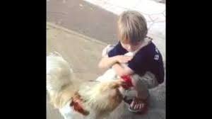 De ce fait, si vous disposez seulement d'un appartement, votre poule ne pourra pas être pleinement heureuse et épanouie… Adopter Une Poule De Compagnie Ce Qu Il Faut Savoir Avant De Se Lancer