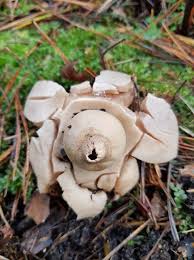 Image result for Geastrum triplex