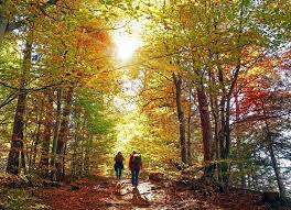 Should you lose your job, contributions that you've already placed in your 401(k) from your salary remains yours. Retirement Basics What Is A Roth 401 K Forbes Advisor
