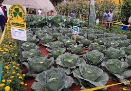 There are usually narrow pathways between the beds to facilitate weeding and harvesting. Simlaw Seeds Varieties Agents Contacts Tuko Co Ke