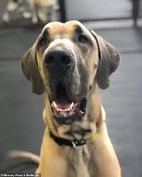 Frank welker, casey kasem, grey griffin, mindy cohn. Four Foot Great Dane That Was Bought As A Guard Dog Is Terrified Of Everything Daily Mail Online