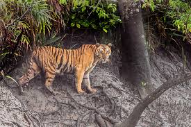 Image result for uncopy righted photos of SUNDERBAN national park