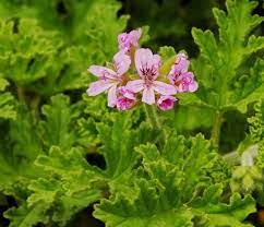 Pin On Beauty Of Pelargonium