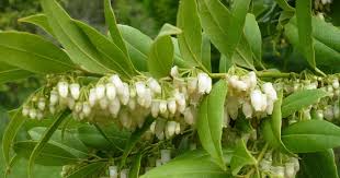 Image result for Agarista