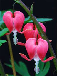 Bleeding Heart Bleeding Heart Amazing Flowers Bleeding Heart Flower