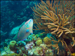 The Great Barrier Reef Is In Serious Trouble These Fish Can