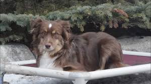 Review how much miniature australian shepherd puppies for sale sell for below. Austin Mini Australian Shepherd Dog Training Demonstrational Video Youtube
