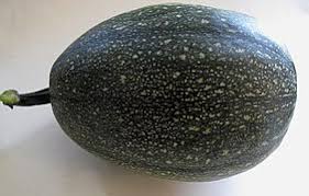 File:cucurbita pepo var cylindrica, yellow zucchini squash.jpg Cucurbita Pepo Wikipedia