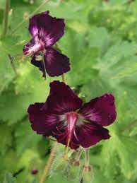 We did not find results for: Geranium Phaeummourning Widow Country Farm Perennials
