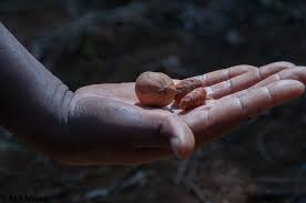 Image result for Vangueria sp.