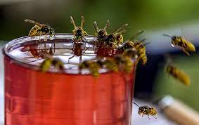 Do you have an infestation of bed bugs in your home? Stinging Insect Identification Guide Connecticut Pest Elimination