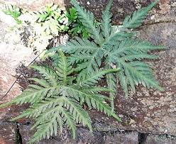 Image result for Doryopteris concolor