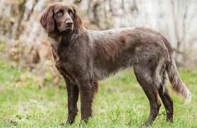 None of the pointer breeds are suited to apartment living with an owner that isn't prepared to give them long daily walks and plenty of additional physical and mental enrichment. German Longhaired Pointer Information Photos Characteristics Names