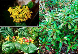 Image result for Psychotria kirkii