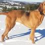 Big Thicket Bloodhounds from puppyhero.com