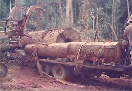 Harga kayu balok bengkirai, sengon, dan glugu 2021. Tujoh Bintang Cara Mengukur Kayu Balak