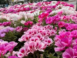 Image result for dipladenie amonea