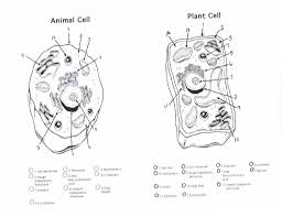 Blank Plant Cell Diagram Worksheet Fresh Plant And Animal Cells Diagram Quiz Biological Science In 2020 Animal Cells Worksheet Plant Cell Drawing Cell Diagram