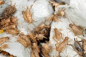 Ventilation is what keeps air flow going in and out of the enclosure. Tips To Keep Your Crickets Alive Live Crickets For Sale From Sfr