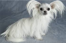 With thousands of mi ki puppies for sale and hundreds of mi ki dog breeders, you're sure to find the perfect mi ki puppy. M I K I D O G B R E E D E R Zonealarm Results