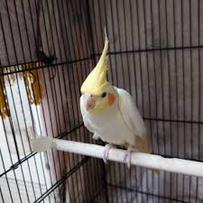 オカメインコ ルチーノ 千葉県 鳥の里親募集 297334 ペットのおうち 月間利用者150万人