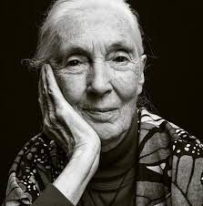 What local restaurants in Lake County have vegan dessert options?