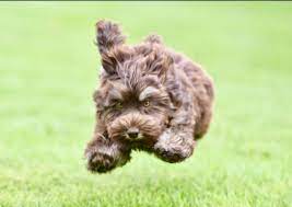 Official name is bode miller. Monarch Australian Labradoodles Your New Best Friend Is Here