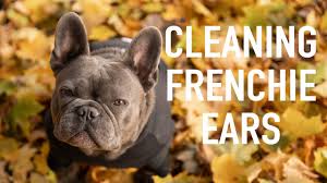 Maybe you would like to learn more about one of these? How To Clean Your Frenchies Ears French Bulldog Just A Tip Tuesday Youtube