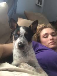 Black And White Blue Heeler Mix My Puppy Skye Jack Russell Terrier And Blue Heeler Mix Australian Cattle Dog Jack Russell Terrier Terrier