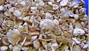 Kara mantar hastalığı tedavisi var mı? Yoremizin Yenebilen Mantar Cesitleri Vitrin Haber