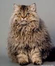 British Longhair Cats For Sale | UK Pets