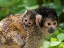 Animals in tropical rainforests can be as the tropical rainforest biome is the flora and fauna that make up the ecosystem. Rainforests Animals For Primary Children