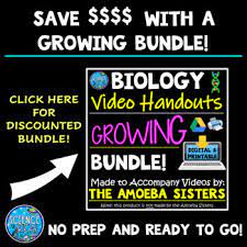 For the following illustration, determine where you could label the following terms: Alleles And Genes Video Handout For Video Made By The Amoeba Sisters