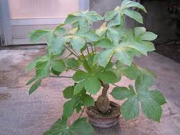 Image result for Cussonia corbisieri