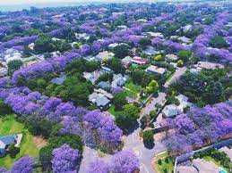 Today's post goes out to all of you pinterest lovers like me. We Have Pretty Purple Trees Too In Johannesburg Pics