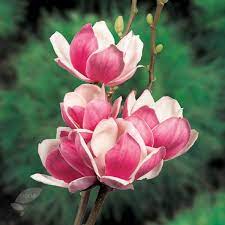 Magnolia Satisfaction Soil Any Moist But Well Drained Soil Rate Of Growth Average To Fast Flowering Period Botanical Flowers Magnolia Trees To Plant