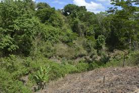 Image result for Combretum pisoniiflorum