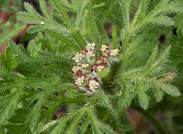 Image result for Crassocephalum ducis-aprutii