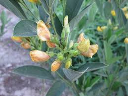 Image result for Cajanus cajan