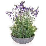 They come in plants, stems and bunches. 65 00