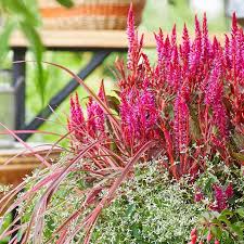 Image result for Celosia nervosa