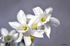 Lo shop online per i professionisti della decorazione. Fiori Bianchi Primaverili Foto D Archivio Crushpixel