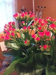 Kalanchoe Blossfeldiana Small Yellow Flowers Flowering Succulents Small Pink Flowers