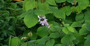 Otros nombres comunes usados en español. Pega Pega Desmodium Adscendens El Gran Aliado Del Higado Arsenal Terapeutico