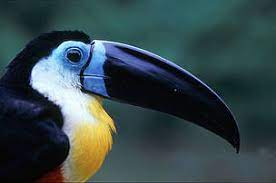 Macaws are famous for gathering by the hundreds, even thousands, along the clay cliffs of the amazon river where they feed on minerals which help the birds process toxins found in the seeds they eat. Amazon Birds Wwf