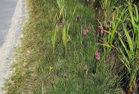 Image result for Satyrium hallackii